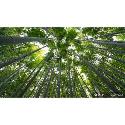 Sony FE 16mm f/1.8 G Lens (Sony E)